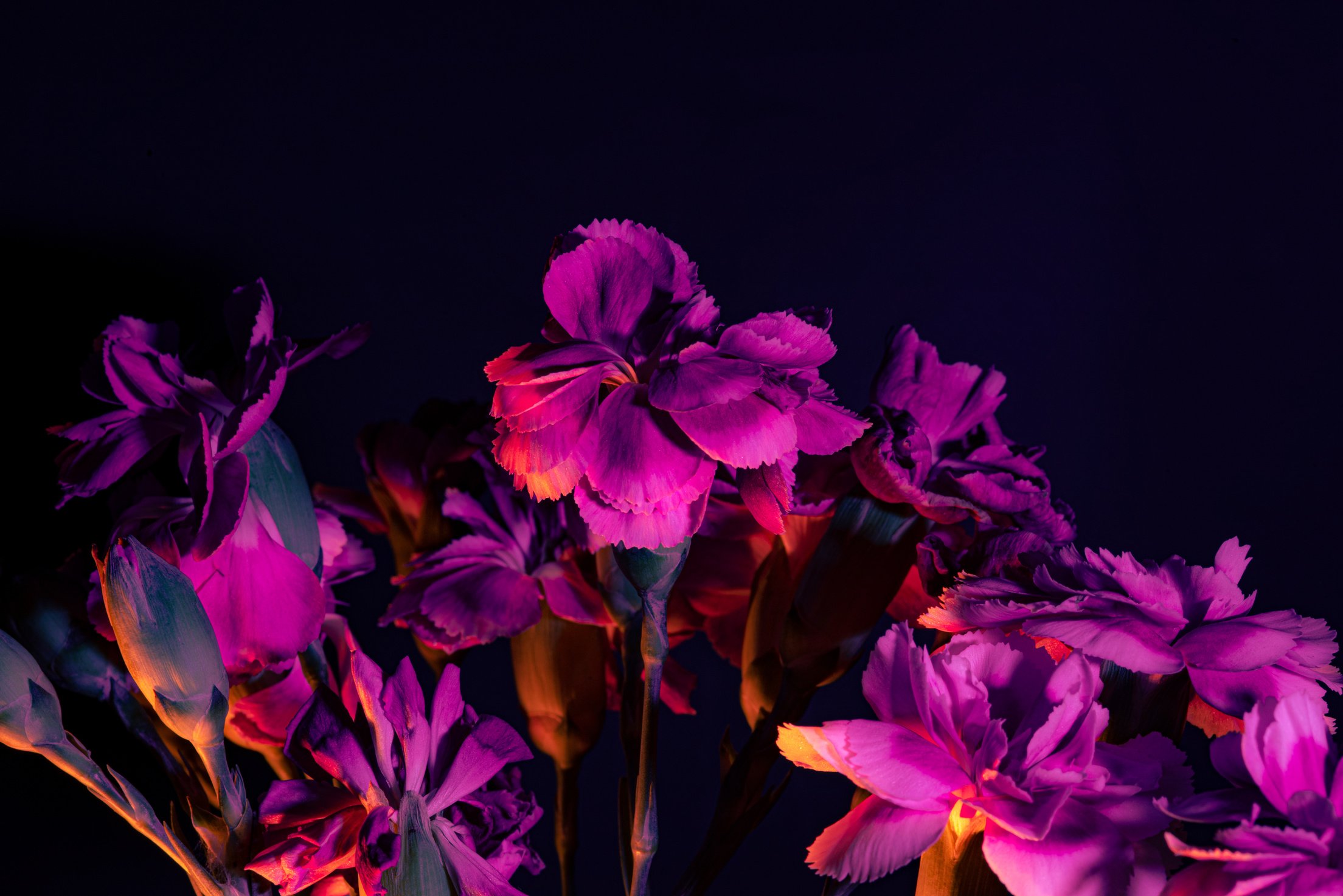 Blooming Neon Flowers